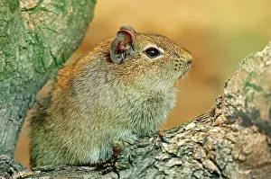 Cavy: Muenster yellow-toothed cavy (Galea monasteriensis)