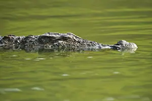 Mugger: Mugger Crocodile / Marsh Crocodile / Indian Crocodile