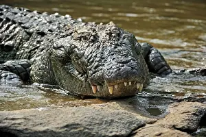Mugger: Mugger Crocodile / Marsh Crocodile / Indian Crocodile