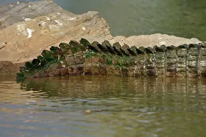 Mugger: Mugger Crocodile / Marsh Crocodile / Indian Crocodile