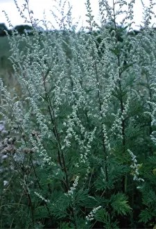 Roadside: MUGWORT - in field, roadside