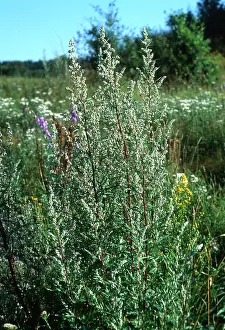 Mugwort: MUGWORT - in sun
