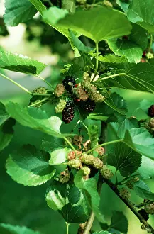 Mulberries: Mulberry