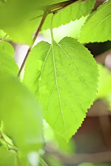 Mulberry: Mulberry