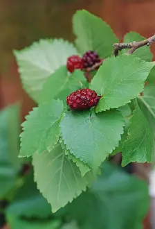 Mulberry: Mulberry