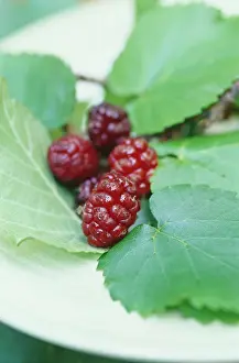 Mulberry: Mulberry