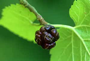 Mulberry: Mulberry