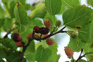 Ripening: Mulberry, Morus nigra, berries in various stages of ripeness