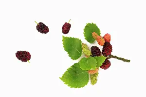 Mulberry: Mulberry, Morus nigra, berries in various stages of ripeness