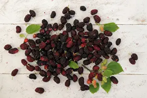 Mulberry: Mulberry, Morus nigra, mass of berries of the Black in vario