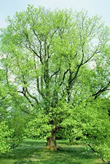Mulberries: MULBERRY TREE