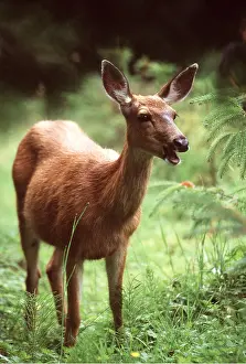 Mule: Mule / Blacktail DEER
