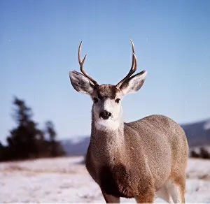 Tom Willock: Mule / Blacktail DEER - buck / male facing