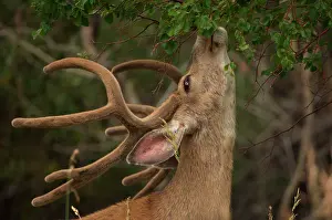 Browsing: Mule / Blacktail DEER - buck in velvet, browsing tree canopy
