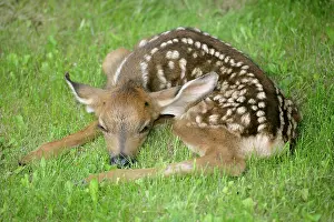 Blacktail: Mule / Blacktail Deer - Fawn resting in grass