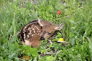 Blacktail: Mule / Blacktail Deer - Fawn resting in grass