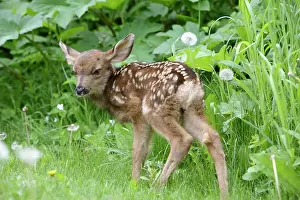 Blacktail: Mule / Blacktail Deer - Fawn standing in grass