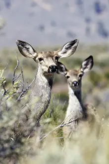 Blacktail: Mule / Blacktail deer - female and young