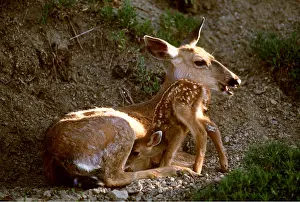 Flexible: Mule / blacktail DEER - mother nursing fawn