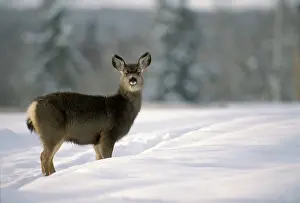 Blacktail: Mule / Blacktail Deer - standing in deepsnow in meadow
