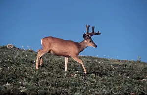 Mule: Mule / Blacktail DEER - walking
