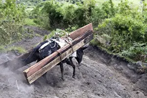 Attach: Mule carrying wood planks Ecuador