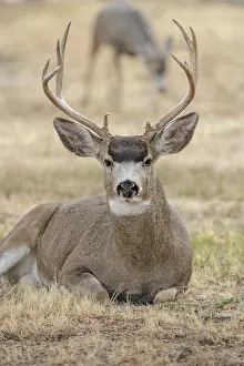 Prior: Mule Deer
