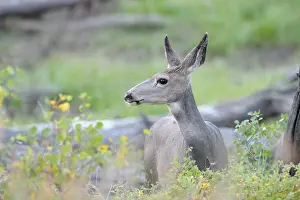 Mule: Mule Deer