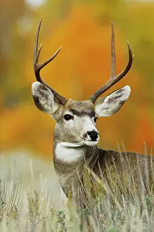 Capreolinae: Mule Deer, Black-tailed Deer (Odocoileus hemionus)