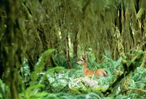 Blacktail: Mule Deer (Blacktail)