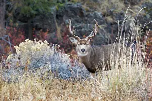 Archer: Mule deer buck