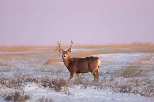Buck: Mule Deer buck