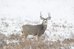 Buck: Mule Deer buck