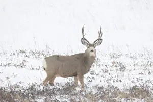 Buck: Mule Deer buck