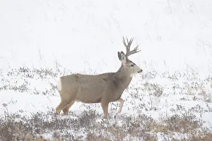 Buck: Mule Deer buck