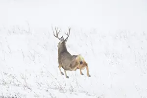 Buck: Mule Deer buck