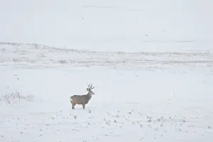 Buck: Mule Deer buck