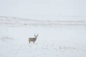 Buck: Mule Deer buck