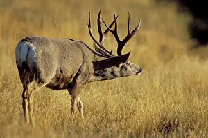 Checking: Mule Deer - buck during autmun rut, checking scent