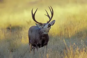 Checking: Mule Deer - buck checking for scent during autumn rut