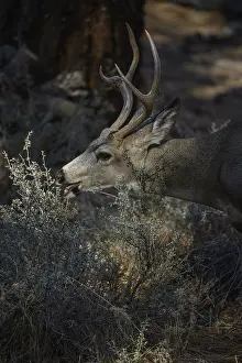 Mule: Mule Deer buck close up - Close up of Mule Deer