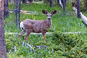 Mule: Mule Deer - buck with developing antlers Grand