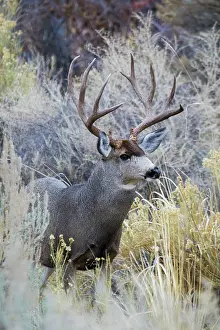 Emerging: Mule deer buck, emerging from cover