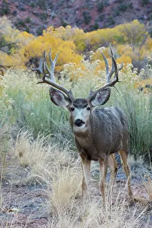 Archer: Mule deer buck, high desert autumn