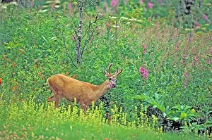 Mule: Mule Deer - buck in velvet standing in wildflower