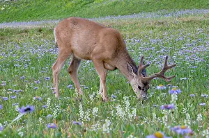 Asters: Mule Deer - buck in wildflowers (mostly wild asters)