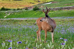 Asters: Mule Deer - buck in wildflowers (mostly wild asters)