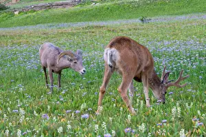 Asters: Mule Deer - buck in wildflowers (mostly wild asters)