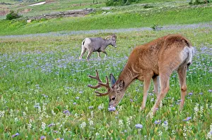 Asters: Mule Deer - buck in wildflowers (mostly wild asters)