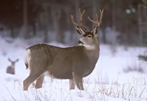 Miscellaneous: Mule Deer Buck in winter